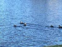 1280 Royal Fern Drive